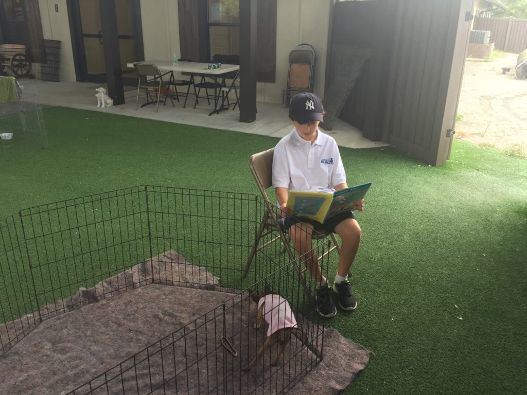 Reading To A Dog At Big Dog Ranch Rescue 14